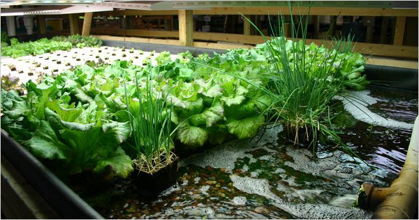 Aquaponics to the Rescue: Veggies, Water, Fish and Worms | It's the 