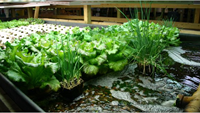 Aquaponics to the Rescue: Veggies, Water, Fish and Worms