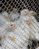 A List of the Prime Suspects in Environmental Crimes