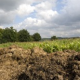 Farmers Rediscover the Value of Manure