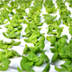Hydroponic City Farms: Close, Fresh and Expensive
