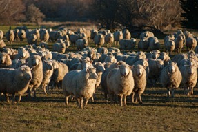 Sheep on New Zealand landscape